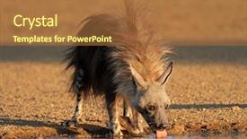  Presentation with kalahari - Beautiful presentation featuring brown hyena hyaena brunnea drinking water kalahari desert south africa backdrop and a red colored foreground