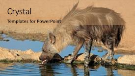  Presentation with drinking water - Presentation theme having brown hyena hyaena brunnea drinking water kalahari desert south africa background and a coral colored foreground