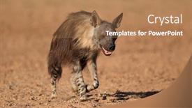  Presentation with kalahari - Presentation design enhanced with brown hyena hyaena brunnea walking kalahari desert south africa background and a coral colored foreground