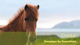  Presentation with horse - PPT theme having brown icelandic horse portrait close up background and a tawny brown colored foreground