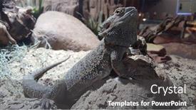  Presentation with rocks - Amazing slides having brown iguana lizard on rocks backdrop and a dark gray colored foreground