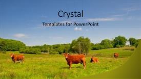  Presentation with cow - PPT theme featuring brown limousin cow as typical background and a teal colored foreground