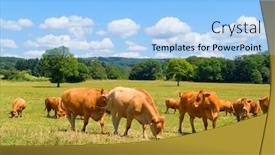  Presentation with cattle limousin cows in green - Slides featuring brown-limousine-cows-in-french background and a light blue colored foreground