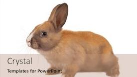  Presentation with rabbit - Slide set consisting of brown-little-baby-rabbit background and a coral colored foreground