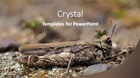  Presentation with locust - Presentation theme enhanced with brown-locust-in-the-wild background and a coral colored foreground