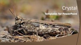 Presentation with locust - Presentation theme consisting of brown-locust-in-the-wild background and a coral colored foreground