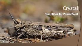  Presentation with locust - Slide deck consisting of brown-locust-in-the-wild background and a coral colored foreground