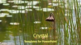  Presentation with lotus - Presentation enhanced with brown lotus seed pod hanging background and a tawny brown colored foreground