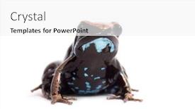  Presentation with brown - Slide set featuring brown-mantella-mantella-betsileo background and a white colored foreground