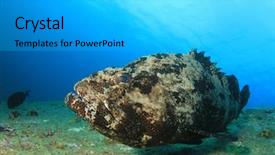  Presentation with grouper - Cool new slide set with brown marbled grouper fish backdrop and a cyan colored foreground