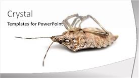  Presentation with stink - Presentation design consisting of brown marmorated stink bug halyomorpha background and a white colored foreground