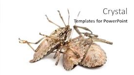  Presentation with stink - Amazing PPT layouts having brown marmorated stink bug halyomorpha backdrop and a white colored foreground