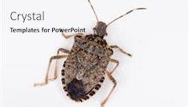  Presentation with stink - Slide set consisting of brown marmorated stink bug background and a white colored foreground