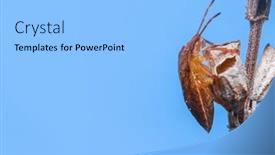  Presentation with stink - Slides featuring brown-marmorated-stink-bug background and a light blue colored foreground