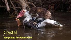  Presentation with environment - PPT theme consisting of brown-mink-out background and a tawny brown colored foreground