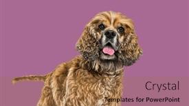  Presentation with brown - Presentation consisting of brown-mixed-breed-dog-panting and a coral colored foreground