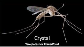  Presentation with mosquito - PPT theme having brown-mosquito-isolated-on-black background and a black colored foreground