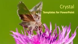  Presentation with purple green - Theme having brown-moth-on-beautiful-purple background and a tawny brown colored foreground