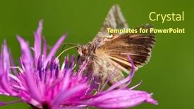  Presentation with moth - PPT layouts having brown-moth-on-beautiful-purple background and a tawny brown colored foreground