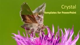  Presentation with moth - Cool new slide set with brown-moth-on-beautiful-purple backdrop and a tawny brown colored foreground