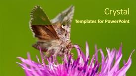 Presentation with purple green - Audience pleasing slide set consisting of brown-moth-on-beautiful-purple backdrop and a tawny brown colored foreground