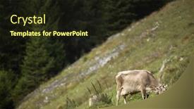  Presentation with pasture - Colorful slides enhanced with brown-mountain-cows-grazing backdrop and a wine colored foreground