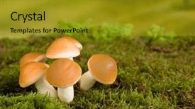  Presentation with mushrooms - Beautiful PPT theme featuring brown mushrooms as gnome backdrop and a gold colored foreground