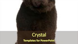  Presentation with newfoundland - Presentation theme enhanced with brown newfoundland puppy 10 months background and a tawny brown colored foreground