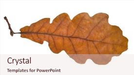  Presentation with oak - Slide set consisting of brown oak single leaf isolated background and a  colored foreground