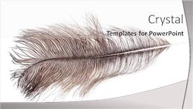  Presentation with frames isolated on white brown - Colorful PPT theme enhanced with brown-ostrich-feather-isolated backdrop and a white colored foreground