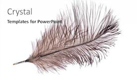  Presentation with feather - Presentation theme enhanced with brown-ostrich-feather-isolated background and a white colored foreground