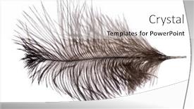 Presentation with feather - PPT layouts with brown-ostrich-feather-isolated background and a white colored foreground