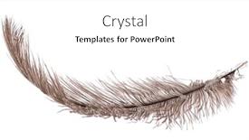  Presentation with feather - PPT theme consisting of brown-ostrich-feather-isolated background and a white colored foreground