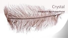  Presentation with feather - PPT theme enhanced with brown-ostrich-feather-isolated background and a lemonade colored foreground