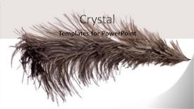  Presentation with feather - PPT theme consisting of brown-ostrich-feather-isolated background and a coral colored foreground