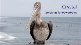  Presentation with florida beach - Slides consisting of brown pelican at a beach in florida background and a sky blue colored foreground