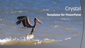  Presentation with bird hunting - PPT theme consisting of brown-pelican-bird-hunting-fish background and a ocean colored foreground