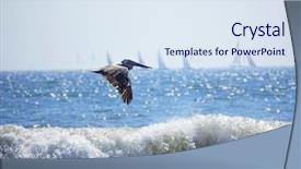  Presentation with hunting - PPT layouts with brown pelican flies low over water and hunting at san diego background and a sky blue colored foreground