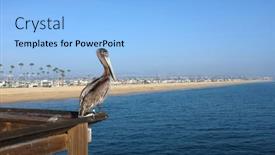 Presentation with railing - Slides enhanced with brown-pelican-perch background and a light blue colored foreground