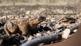  Presentation with last - Presentation design consisting of brown-pimple-toad-sits background and a coral colored foreground