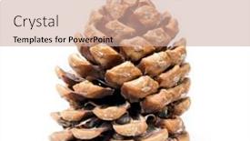  Presentation with pine cone - Slides featuring brown pine cone isolated on white background background and a coral colored foreground