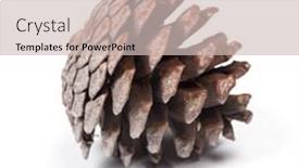  Presentation with pine cone - Amazing slide set having brown pine cone isolated backdrop and a soft green colored foreground