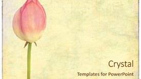  Presentation with lotus - Colorful slide deck enhanced with brown pink - lotus on grunge textured background backdrop and a cream colored foreground