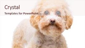  Presentation with poodle - Amazing presentation having brown poodle isolated on white backdrop and a sky blue colored foreground