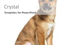  Presentation with brown - PPT theme enhanced with brown-puppy-shiba-inu-looking background and a white colored foreground
