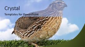  Presentation with quail bird - PPT theme featuring brown quail background and a light blue colored foreground