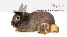  Presentation with guinea pig - Beautiful theme featuring brown-rabbit-and-a-guinea backdrop and a light gray colored foreground
