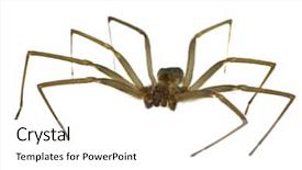  Presentation with spider - PPT theme featuring spidervenom - brown recluse spider isolated background and a white colored foreground