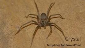 Presentation with spider - Presentation design consisting of brown-recluse-spider-on-light background and a coral colored foreground