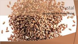  Presentation with rice husk - Audience pleasing slide set consisting of brown-rice-heap-whole-grain backdrop and a coral colored foreground